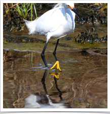 Snowy Egret - Fishing Front Snowy Egret - Fishing Front